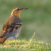 Varied Thrush